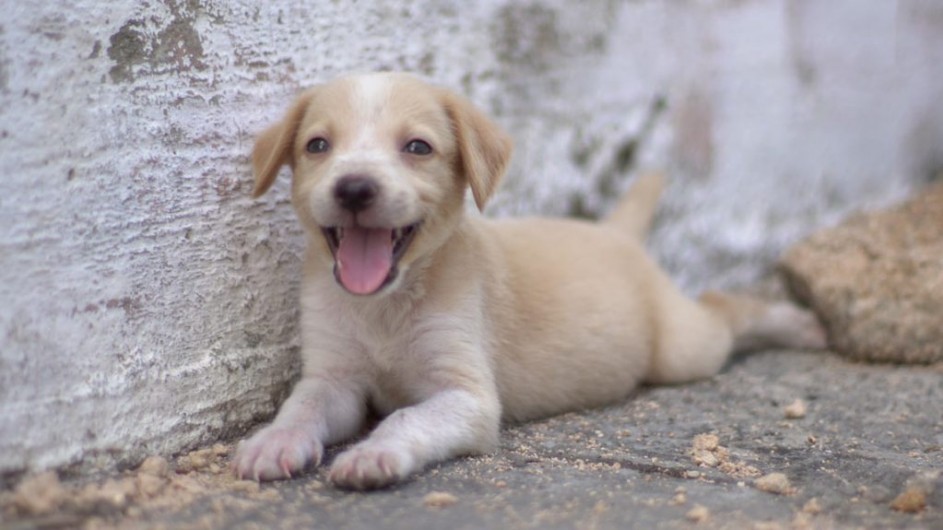 Cuban Puppy Smiling